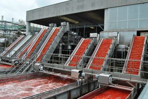 OI POMODORO DA INDUSTRIA DEL NORD ITALIA Fase di lavorazione del pomodoro.jpg